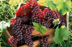 Учёные назвали продукты, которые омолаживают клетки организма