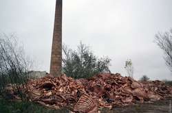 Біологічна бомба: під Одесою гниє величезний скотомогильник