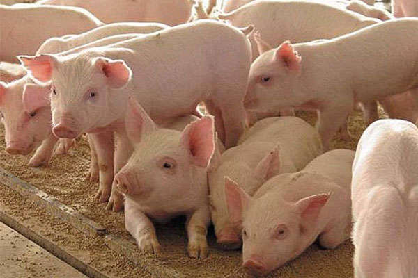 На Луганщині зафіксували новий спалах африканської чуми свиней