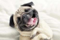 Доза хорошего настроения. Смешные фотографии с животными 