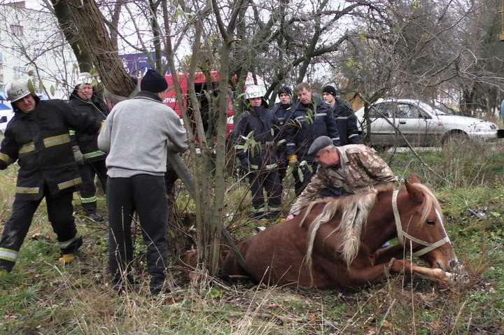 Кінь у Житомирі впав до каналізаційного колодязя