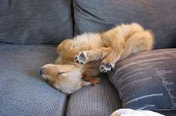 Братья наши меньшие: забавные фото собак