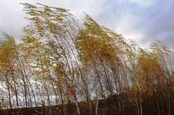 На Закарпатті оголосили штормове попередження