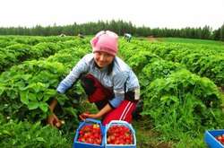  Українські заробітчани в Польщі 