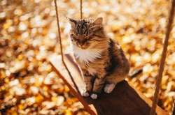 Синоптик спрогнозувала потепління у понеділок: на півдні буде до +18