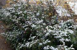 У Києві випав перший сніг: реакція соціальних мереж