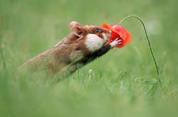 25 фотографий забавных хомяков, которые обязательно поднимут настроение