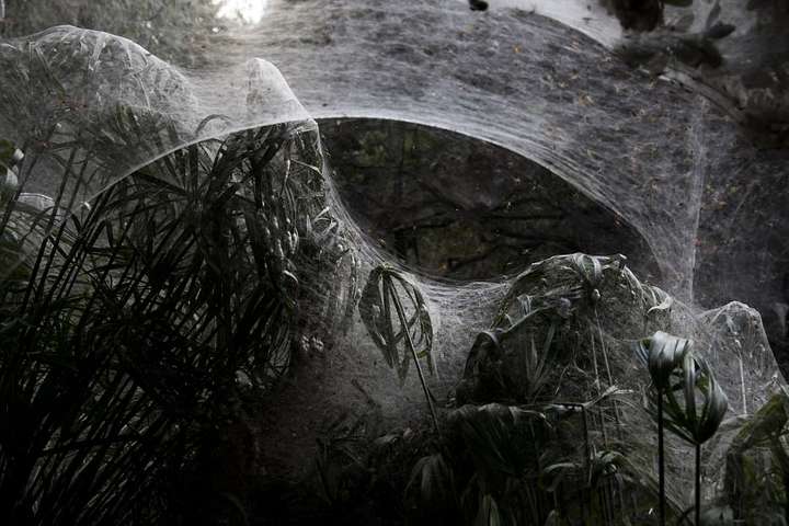 Царство пауков: появились фото из пугающего леса в Израиле