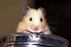 В Росії дівчинка з хом'яком обікрала кілька квартир