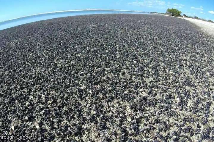У Флориді мільйони чорних равликів викинулися на пляж: вражаючі фото та відео
