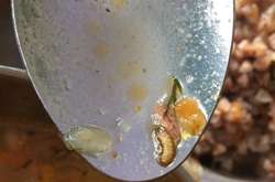 Курсантів університету Повітряних сил годували їжею з тарганами та хробаками