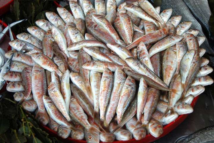Окупанти похвалилися рекордним виловом риби біля Криму
