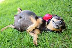 В ожидании чуда: 20 трогательных фотографий животных, которые готовятся стать мамами