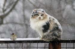 Украину накроет мокрым снегом: где заснежит