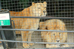Відвідувачі зоопарку в Росії напали на лева і тигрицю 