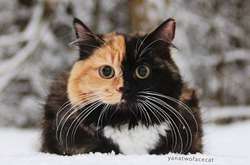 Фотографии животных, которых эффектно разукрасила природа