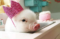 Fashion в деревне: Забавные фотографии животных в шляпках