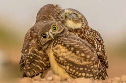 Опубликованы самые забавные снимки финалистов конкурса Comedy Wildlife Photography Awards 2017