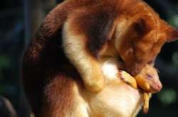 Они точно вызовут у вас умиление. Очаровательные древесные кенгуру