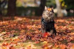 У суботу буде холодно, але без опадів 