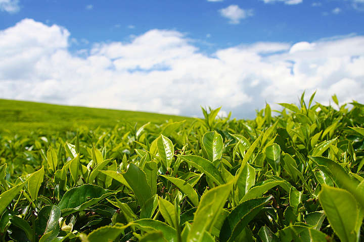 Окупанти запропонували індійським компаніям вирощувати в Криму чай і спеції