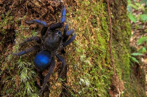 У Південній Америці виявили раніше невідомих синіх тарантулів