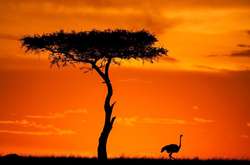 Луч солнца золотого: Потрясающие африканские закаты в объективе  Пола Гольдштейна