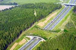 На автошляхах України планують збудувати спеціальні мости для тварин