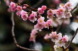 Накануне зимы в Германии зацвела сакура (фото)