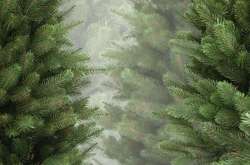 В Украине открылись елочные базары