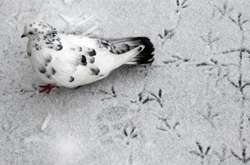 У середу в Україні обіцяють дощі з мокрим снігом