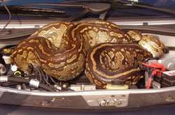 Необычные находки под капотами автомобилей