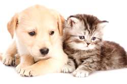 Учёные выяснили, кто умнее: кошки или собаки