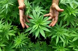 Грузія декриміналізувала вживання марихуани