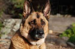 Терористи під Широкиним гонять на міни собак