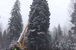 На Івано-Франківщині зрубали 100-річну ялинку, яка вирушить до Києва