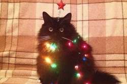 25 странных идей для новогодних елок, которые не стоит брать на заметку