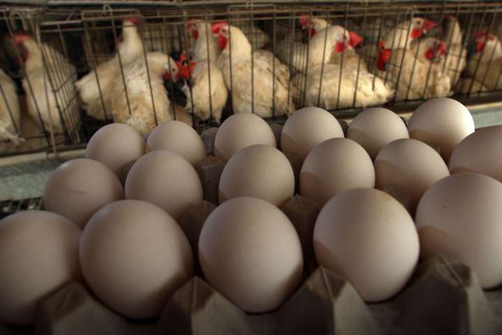 Сім профільних аграрних асоціацій виступили проти «яєчних ініціатив» депутата Святаша