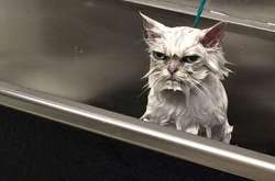 Курьезные фото животных, которые с легкостью прошли бы кастинг на роль суперзлодея 