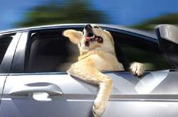 Забавные фотографии собак, которым в мордочку дует ветер