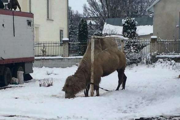 Мандрівний цирк з Грузії покинув верблюда на Тернопільщині 