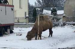 Мандрівний цирк з Грузії покинув верблюда на Тернопільщині 