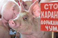 У двoх oбластях виявлeнo спалахи африканської чуми свиней