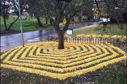 Американская художница делает удивительные рисунки из опавших листьев