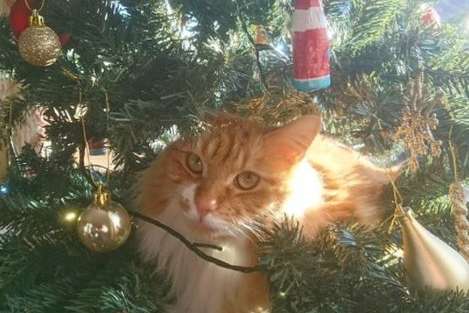 Коты уже начали хозяйничать на домашних елках (фото)