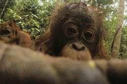 Орангутан нашел в лесу экшн-камеру и сделал несколько уникальных селфи