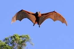 Австралійське місто заполонили 200 тисяч летючих лисиць