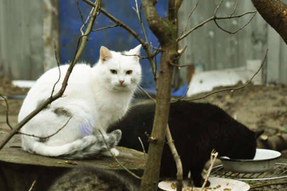 В киевском зоопарке приютили «армию» бродячих котов (фото) 