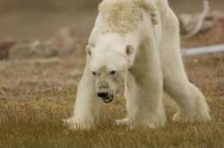 В сети опубликовали душераздирающие кадры умирающего от голода белого медведя из-за глобального потепления