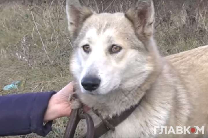 У Вінниці загублена собака-поводир знайшла нового господаря
